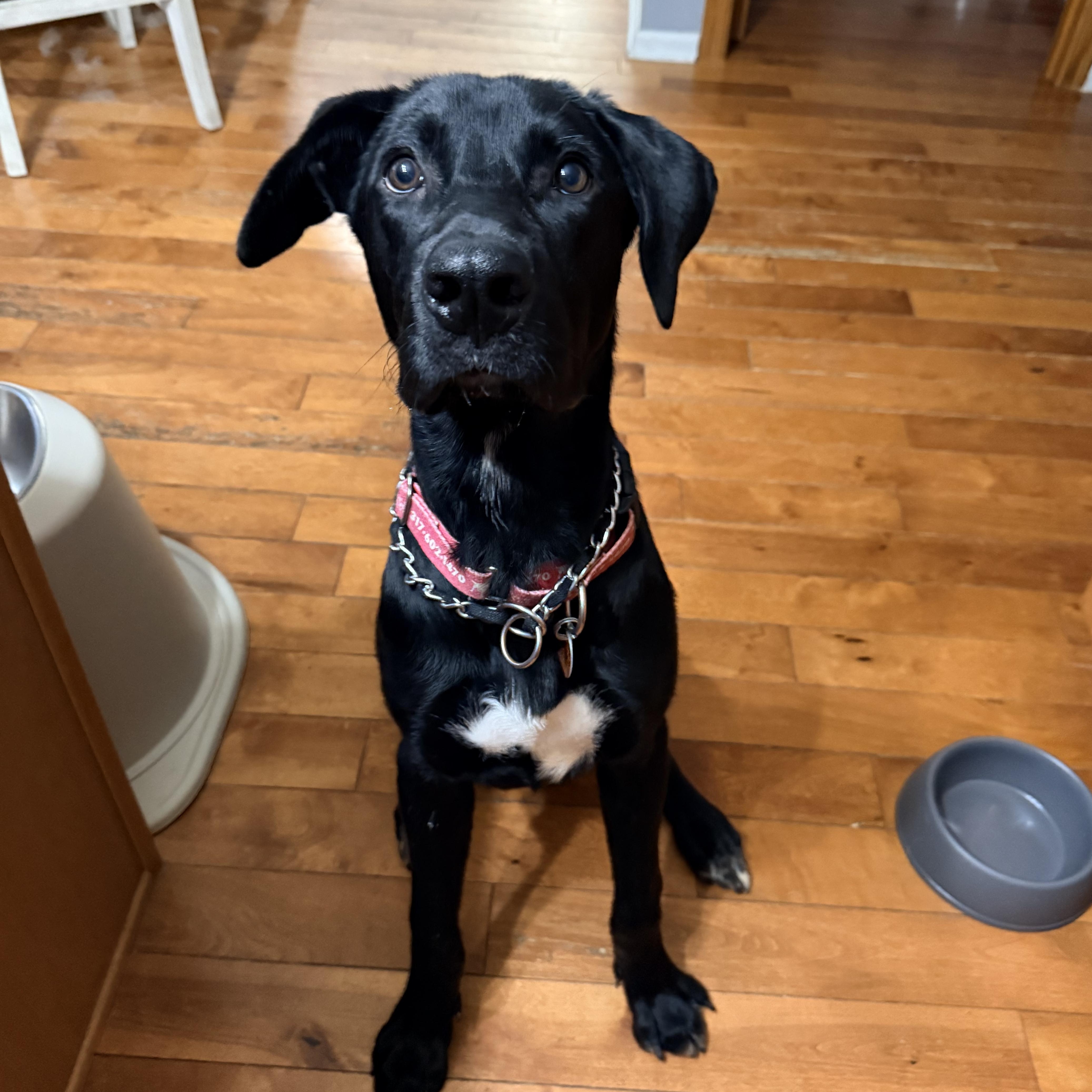 Enlarge George, a Adoptable Labrador Retriever in Indianapolis, IN image 1/4