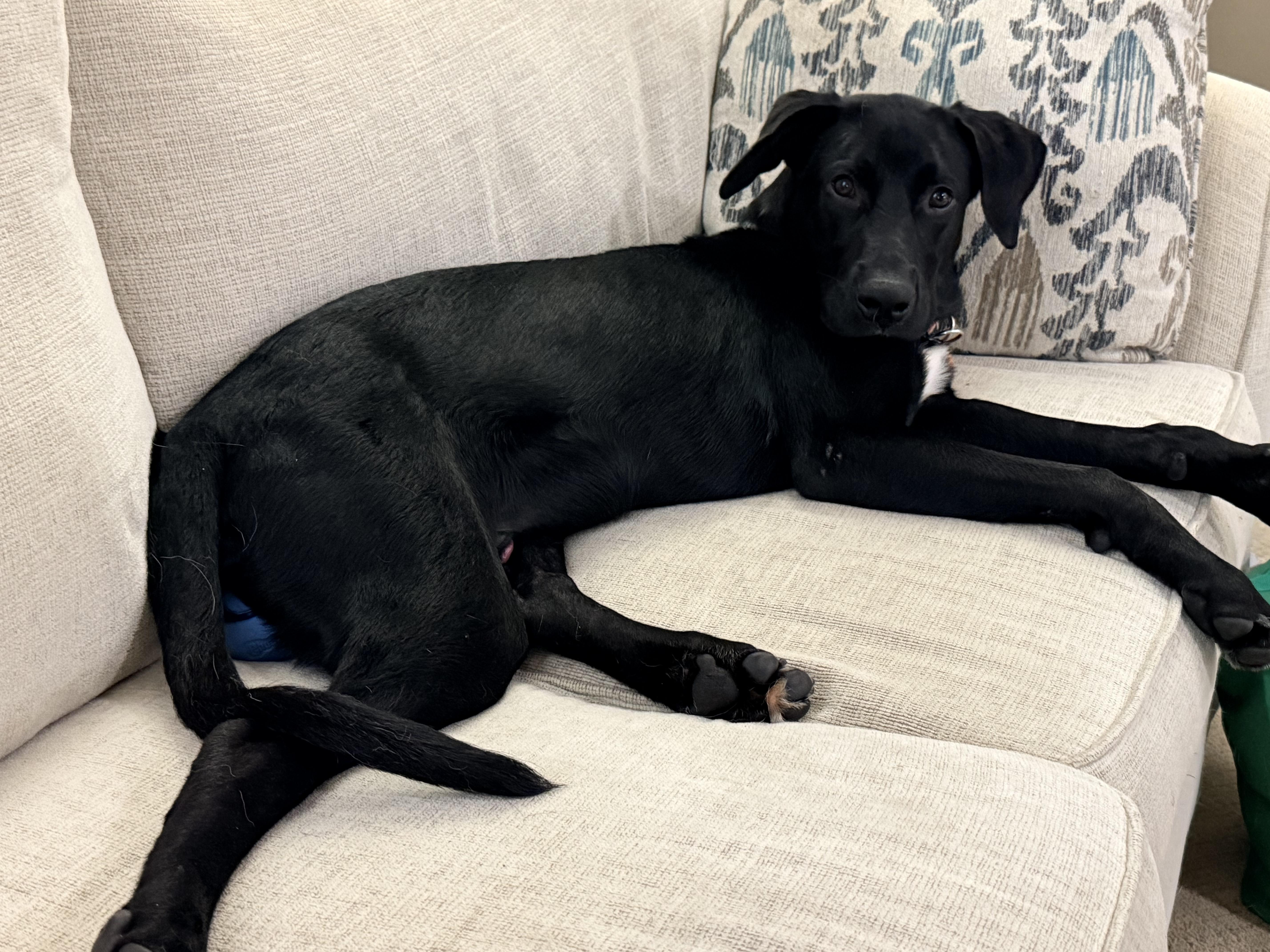 Enlarge George, a Adoptable Labrador Retriever in Indianapolis, IN image 2/4