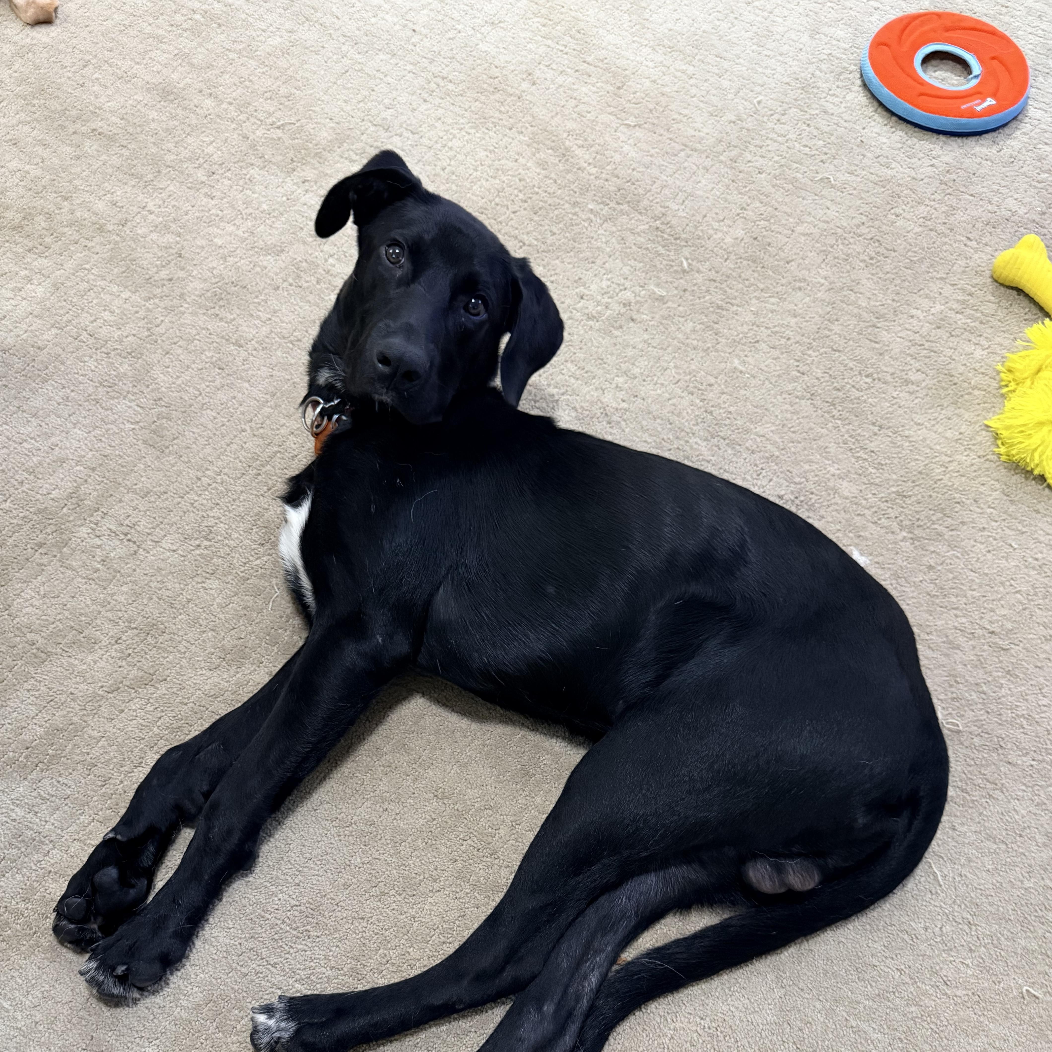 Enlarge George, a Adoptable Labrador Retriever in Indianapolis, IN image 4/4