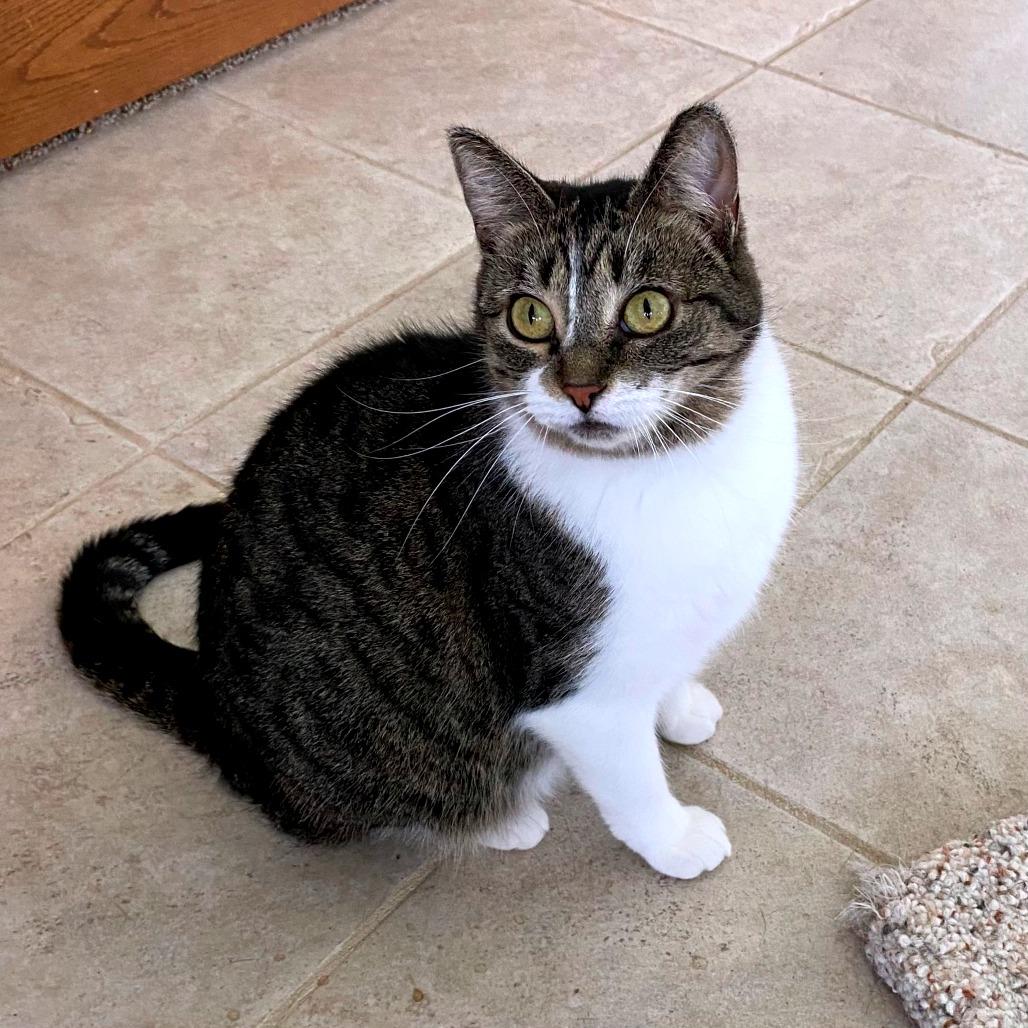 Enlarge Kamora, a Adoptable Domestic Short Hair in Green Bay, WI image 2/6