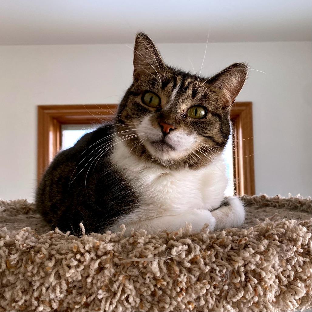 Enlarge Kamora, a Adoptable Domestic Short Hair in Green Bay, WI image 3/6