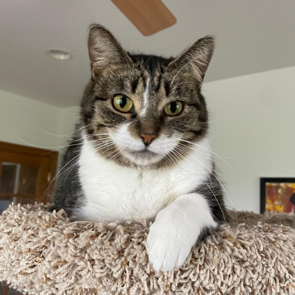 Enlarge Kamora, a Adoptable Domestic Short Hair in Green Bay, WI image 4/6