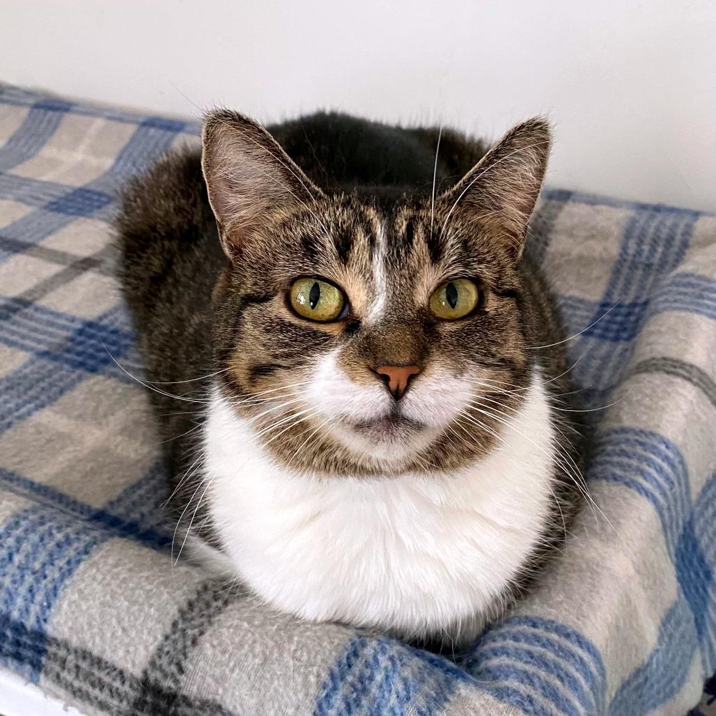 Enlarge Kamora, a Adoptable Domestic Short Hair in Green Bay, WI image 5/6