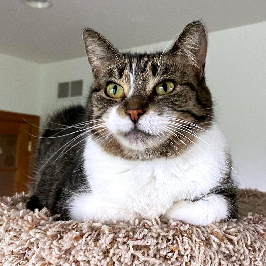 Enlarge Kamora, a Adoptable Domestic Short Hair in Green Bay, WI image 6/6