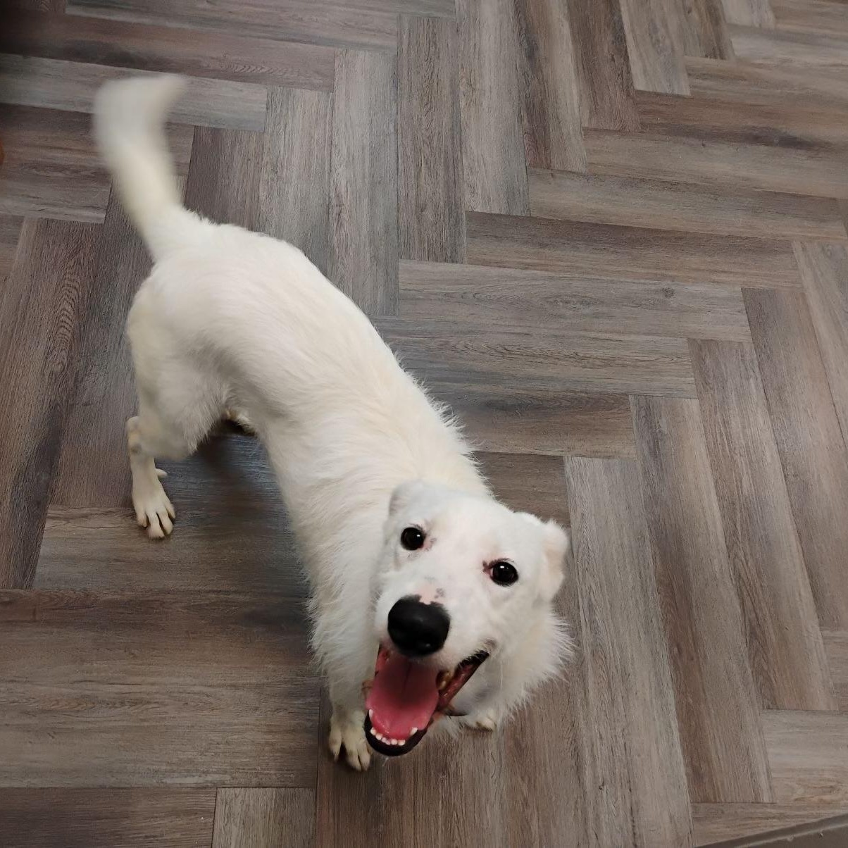 Pearl, Young Female Great Pyrenees