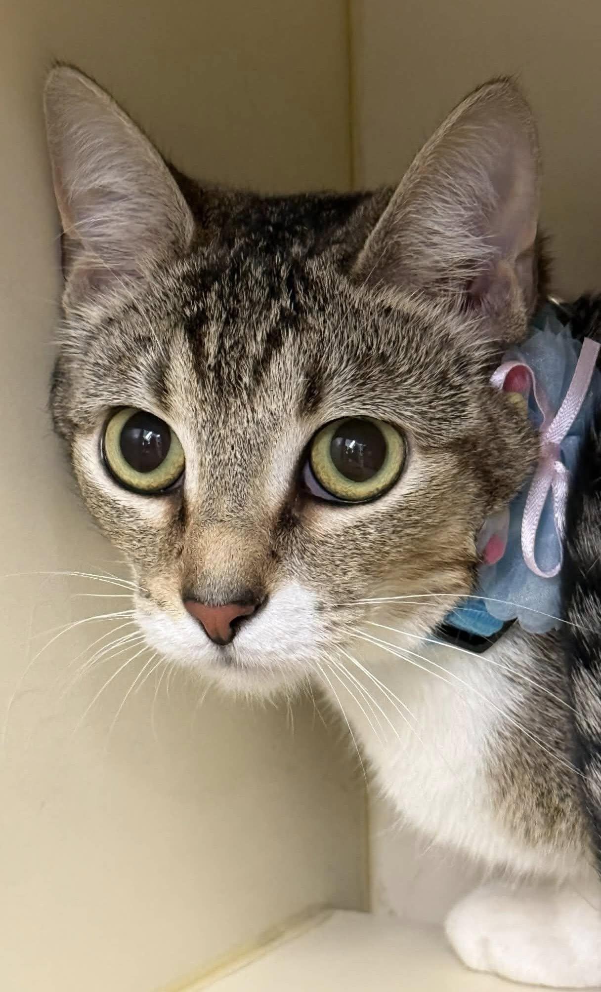 GiGi, an adopted Tabby in Beckley, WV image 2/2