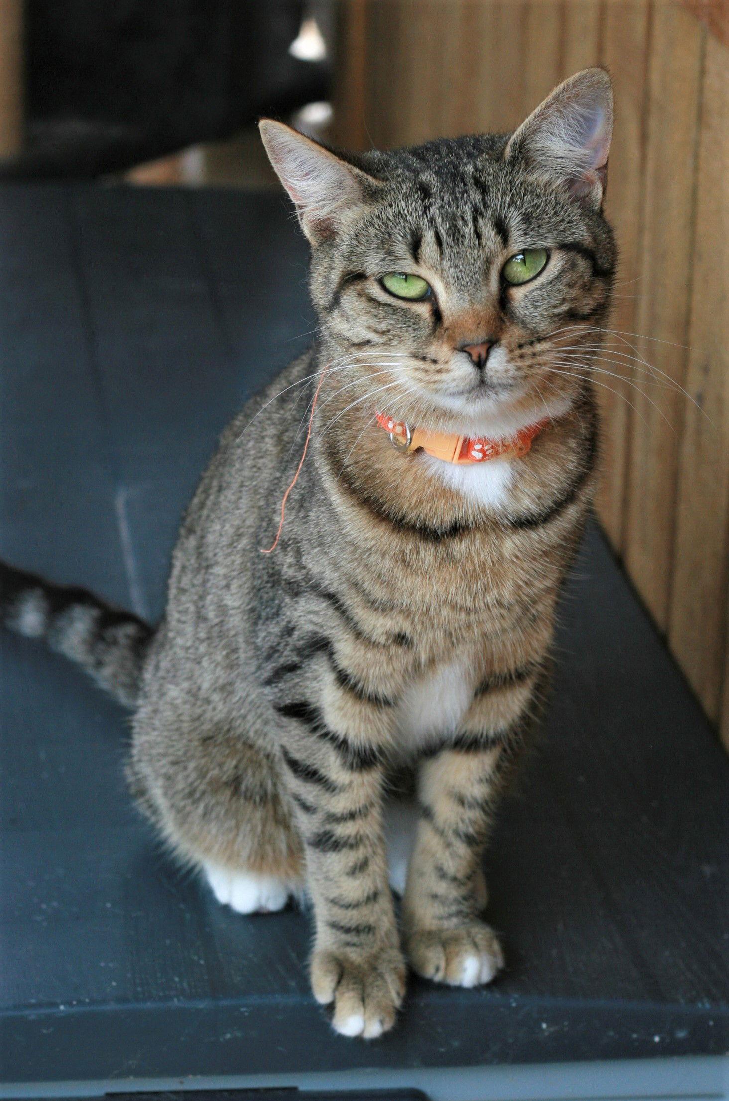 Stevella, Adoptable, Adult Female Domestic Short Hair & Tabby.