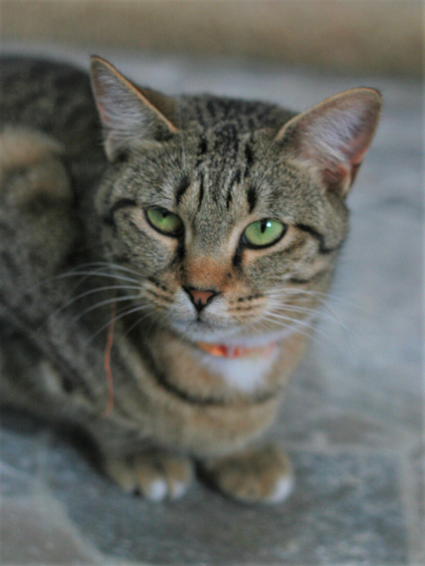 Stevella, Adoptable, Adult Female Domestic Short Hair & Tabby.