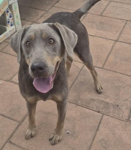Enlarge Sable, a Adoptable mixed breed in Shreveport, LA image 1/2