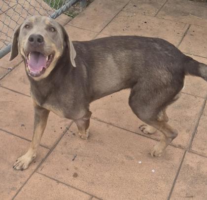 Enlarge Sable, a Adoptable mixed breed in Shreveport, LA image 2/2