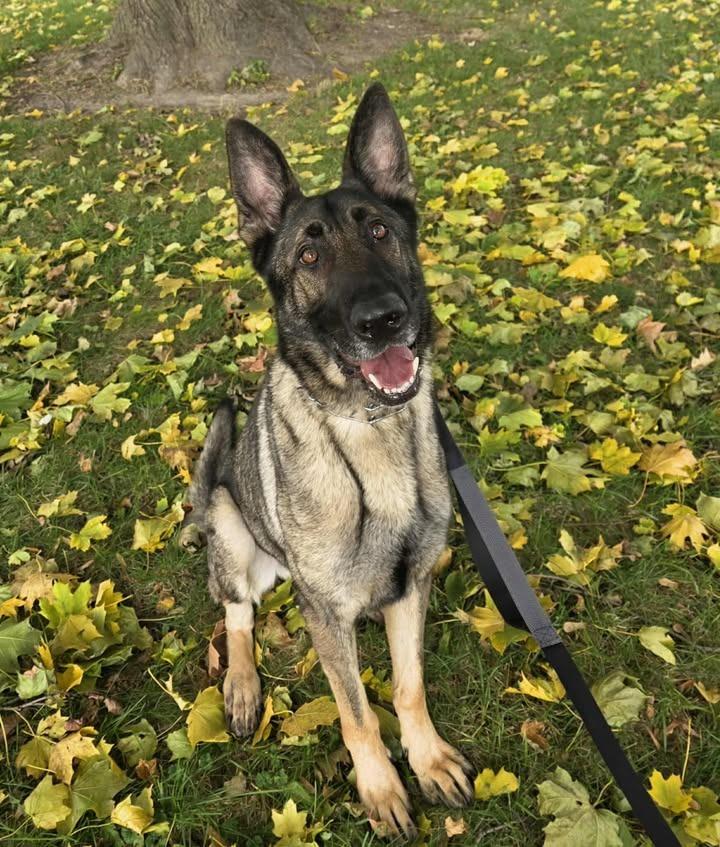 MYLES, a Adoptable mixed breed in Fremont, OH image 1/2