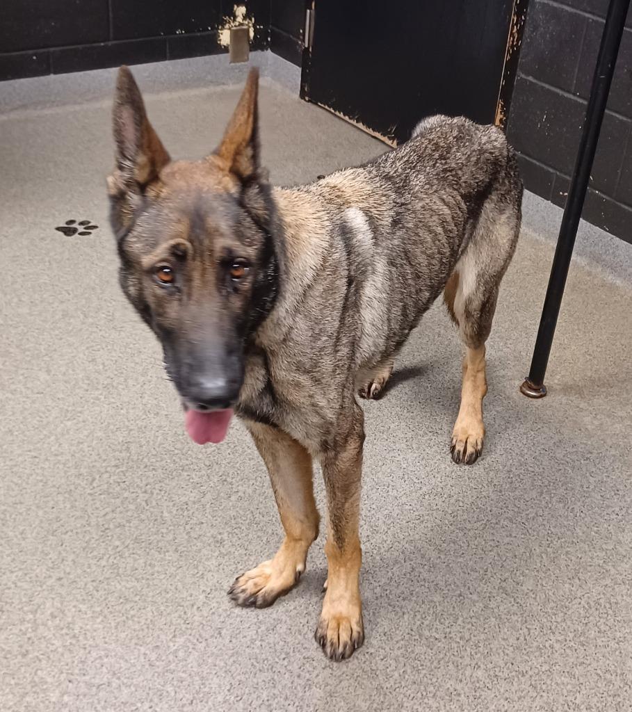 MYLES, a Adoptable mixed breed in Fremont, OH image 2/2