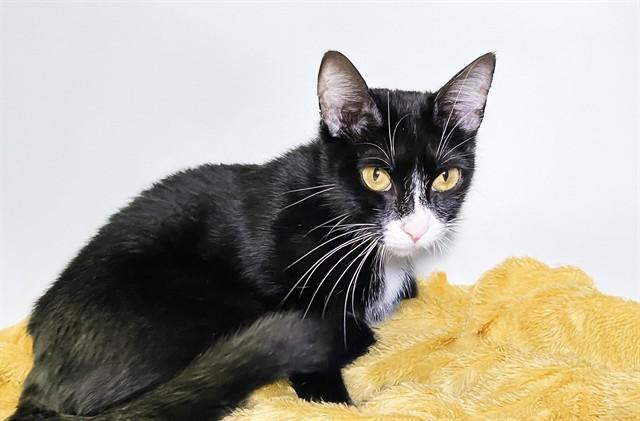 KITTY KAT, Adoptable, Young Female Domestic Short Hair.