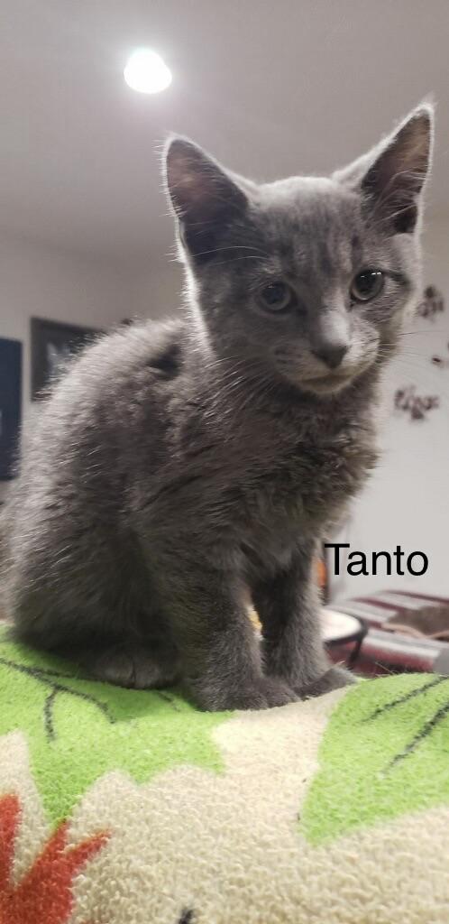 Tanto, adopted, Kitten Male Domestic Short Hair.