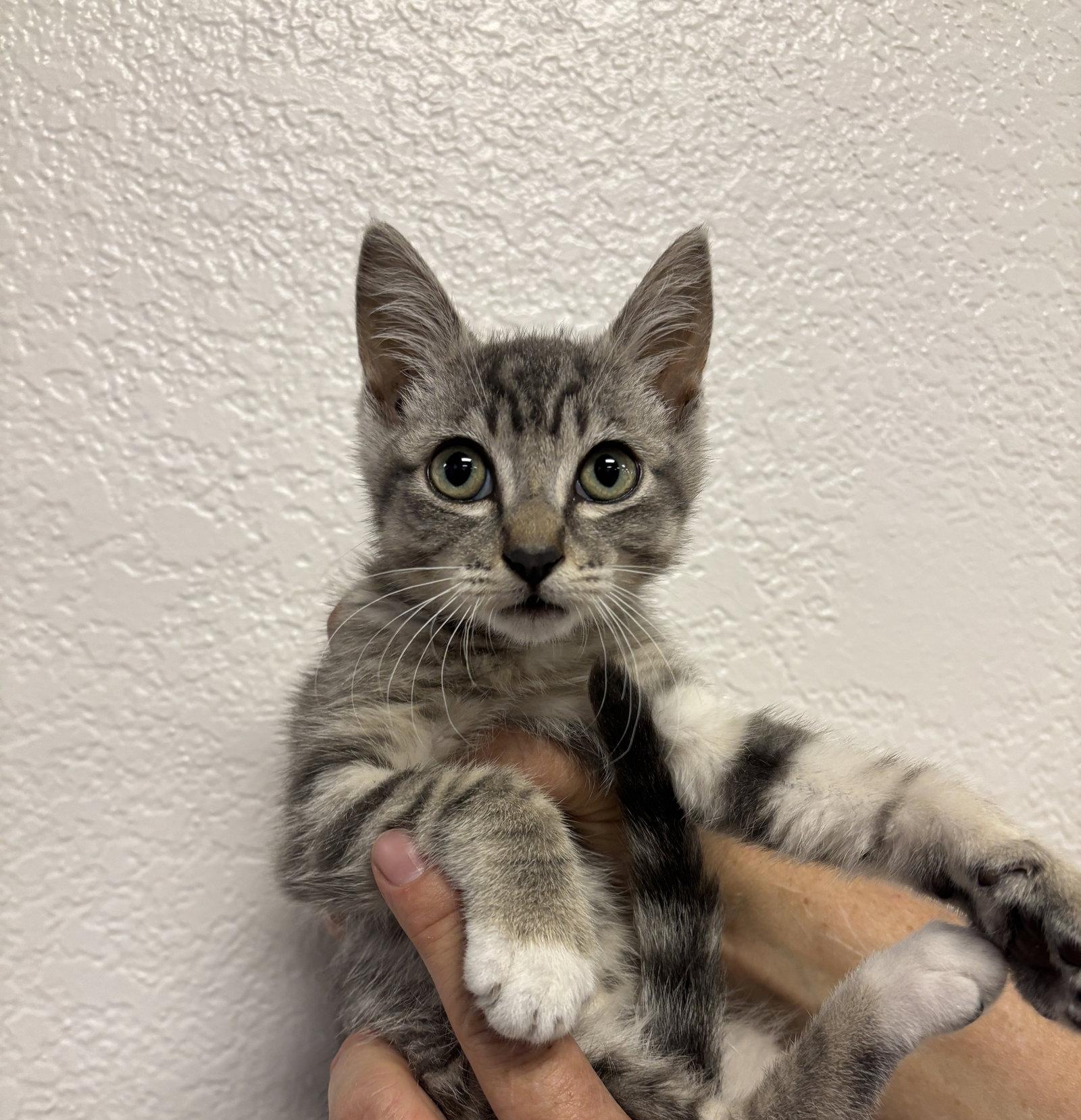 Enlarge Rocko ( BC), a Adoptable Tabby in Vallejo, CA image 1/1