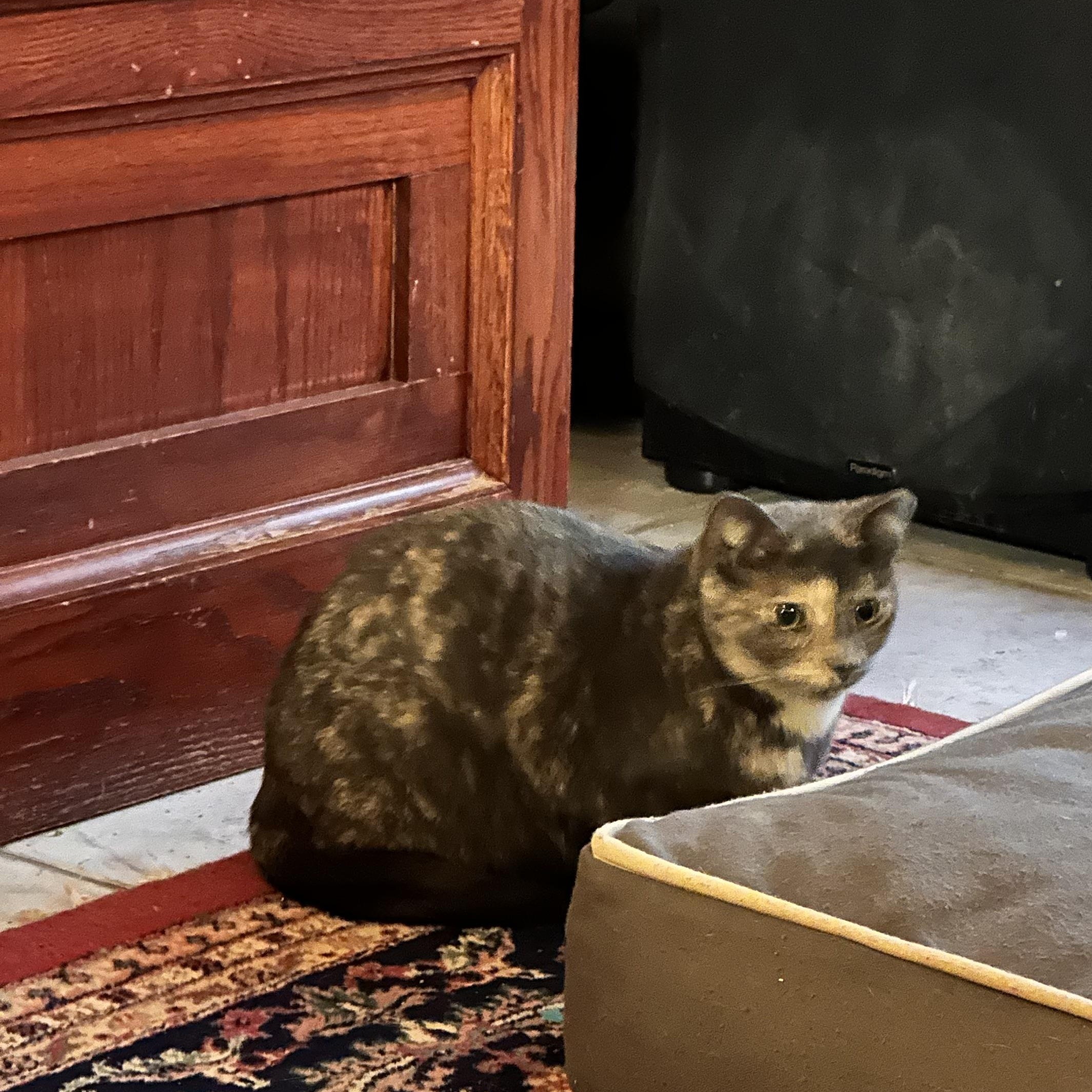 Enlarge Ari, a ADOPTABLE Dilute Tortoiseshell in Tuttle, OK image 2/3