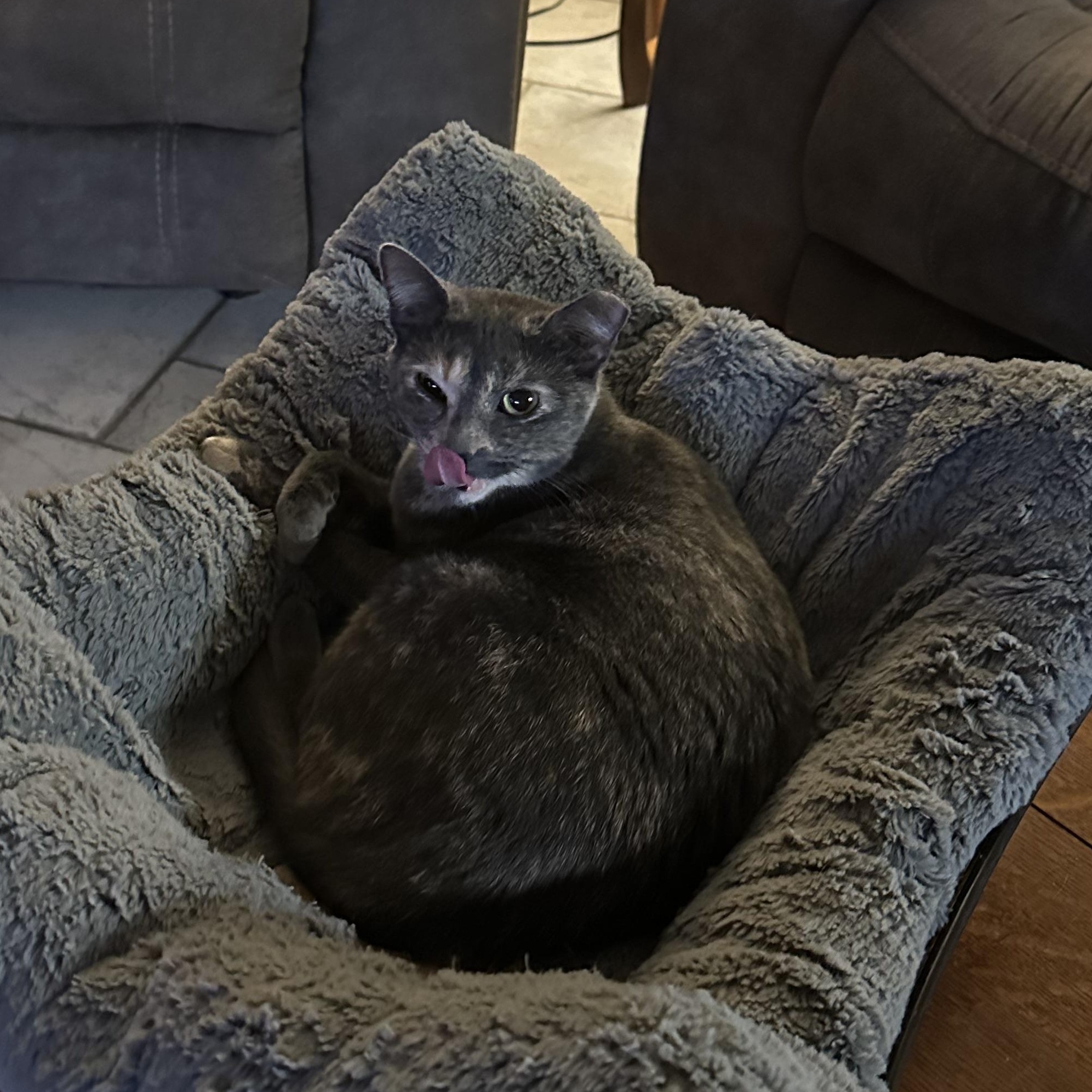 Enlarge Ari, a ADOPTABLE Dilute Tortoiseshell in Tuttle, OK image 1/3