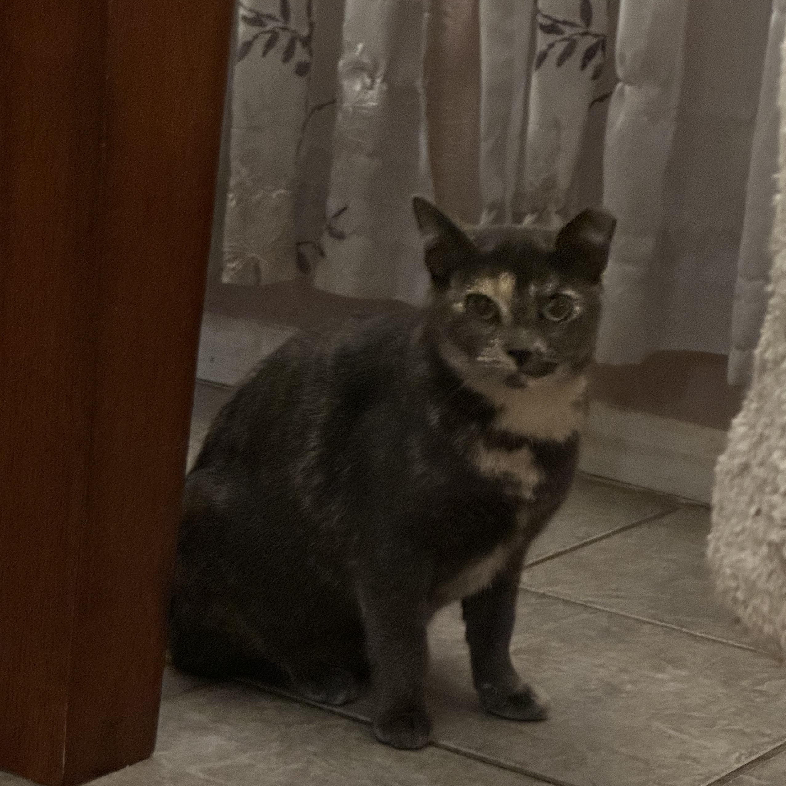 Enlarge Ari, a ADOPTABLE Dilute Tortoiseshell in Tuttle, OK image 3/3