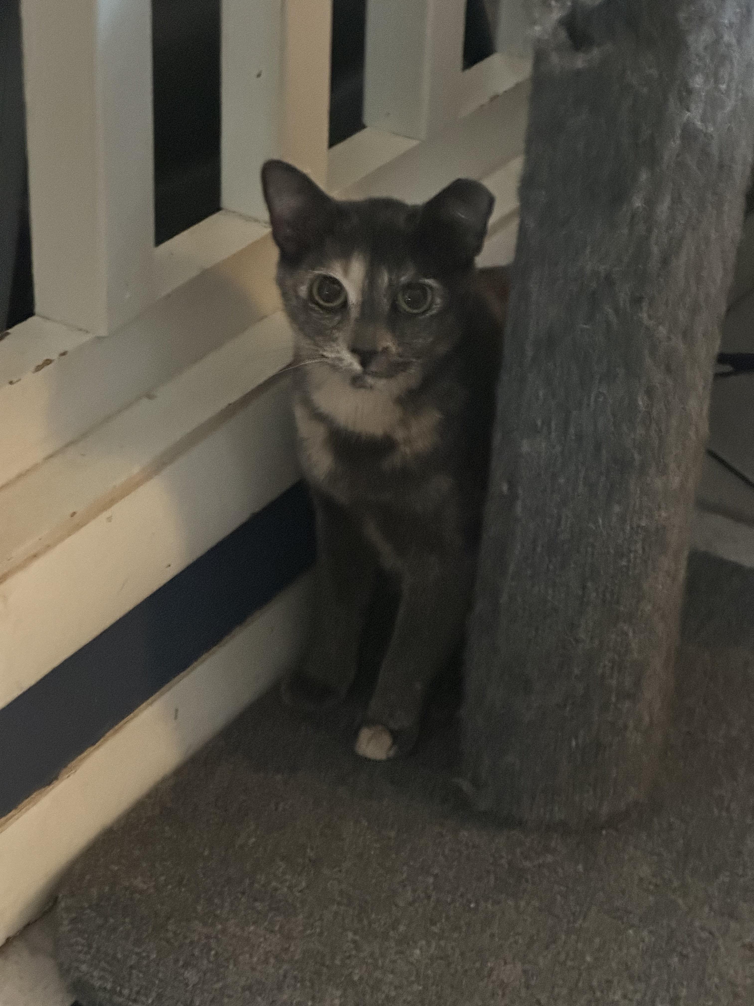 Ari, a ADOPTABLE Dilute Tortoiseshell in Tuttle, OK image 4/4