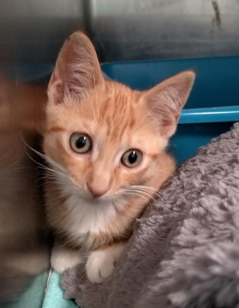 SUNKIST (cc7253), a ADOPTABLE Domestic Short Hair in West Orange, NJ image 5/5