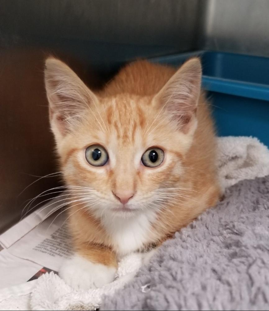 SUNKIST (cc7253), a ADOPTABLE Domestic Short Hair in West Orange, NJ image 2/5