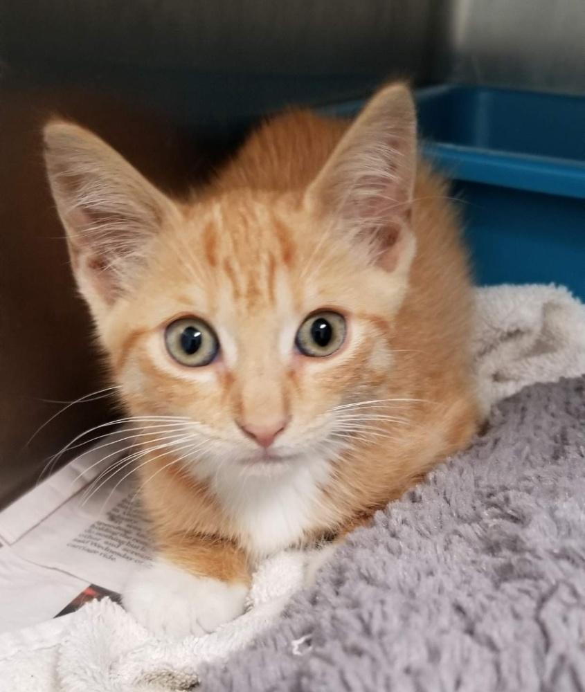 SUNKIST (cc7253), ADOPTABLE, Kitten Male Domestic Short Hair.
