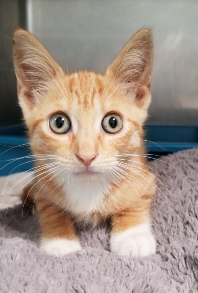 SUNKIST (cc7253), a ADOPTABLE Domestic Short Hair in West Orange, NJ image 3/5