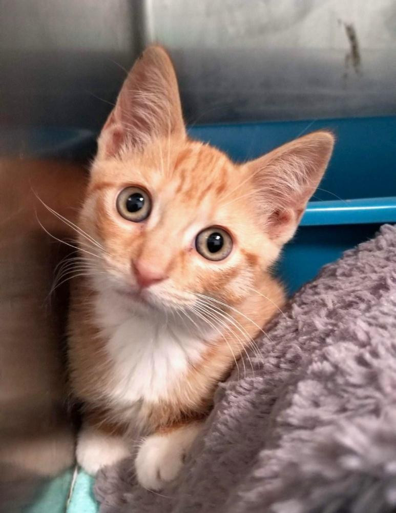 SUNKIST (cc7253), a ADOPTABLE Domestic Short Hair in West Orange, NJ image 4/5