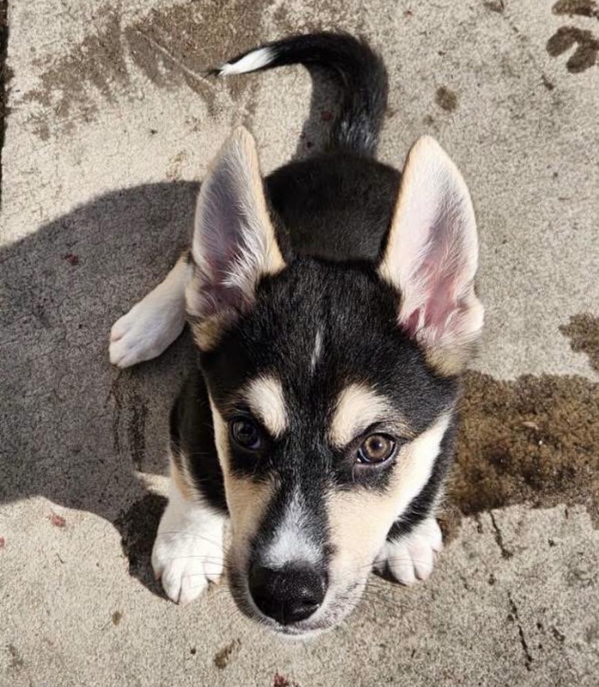 Denali, Adoptable, Puppy Male Shepherd.
