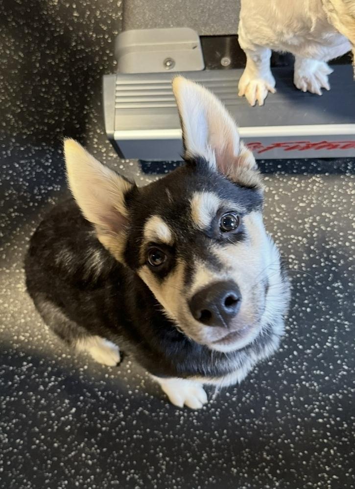 Enlarge Denali, a Adoptable mixed breed in Cheektowaga, NY image 2/6