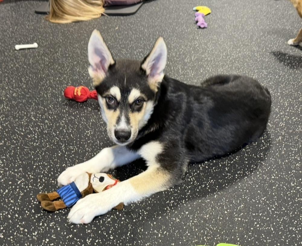 Enlarge Denali, a Adoptable mixed breed in Cheektowaga, NY image 3/6