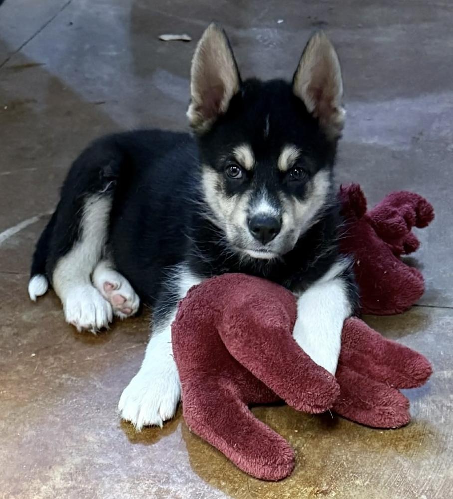 Denali, Adoptable, Puppy Male Shepherd.