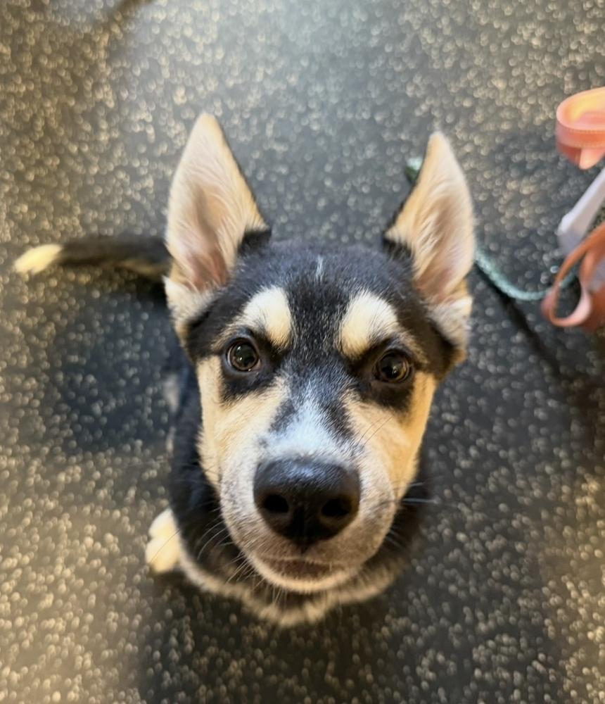 Enlarge Denali, a Adoptable mixed breed in Cheektowaga, NY image 5/6