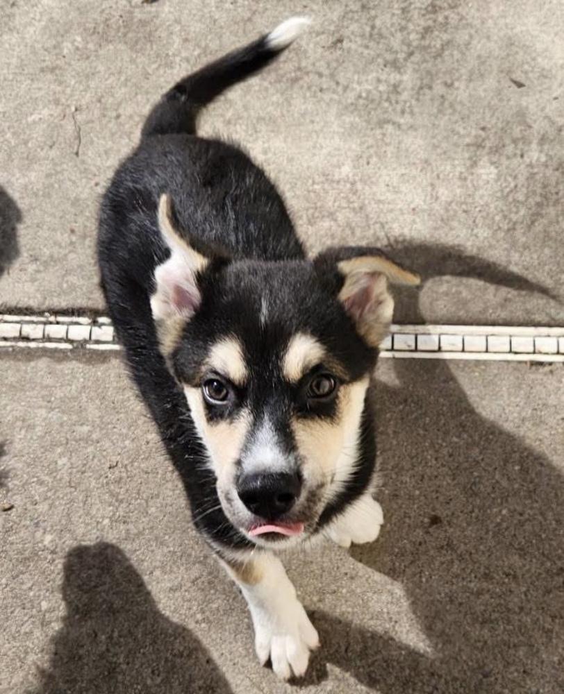 Enlarge Denali, a Adoptable mixed breed in Cheektowaga, NY image 6/6