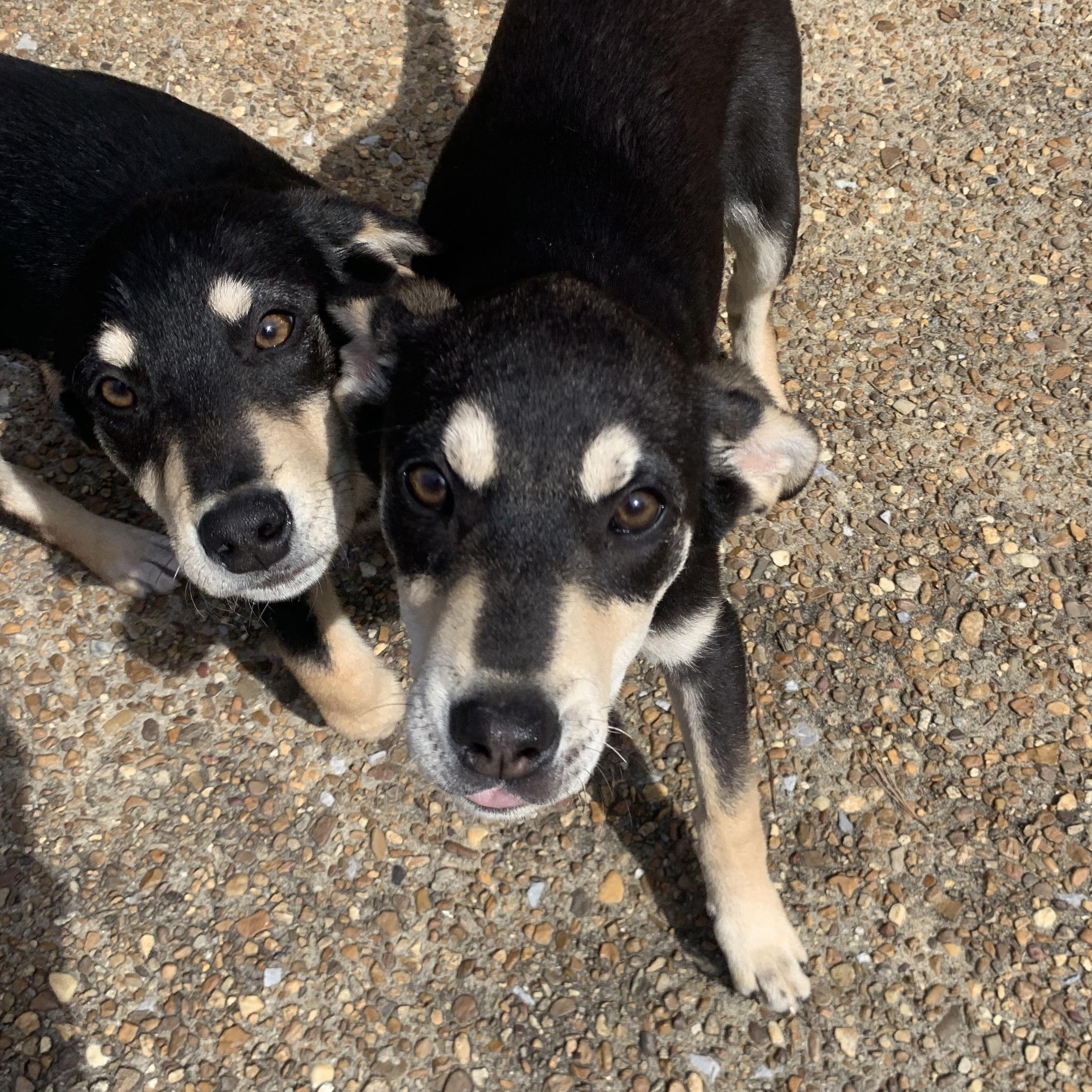 Enlarge Ethel, a Adopted mixed breed in Gadsden, AL image 2/6