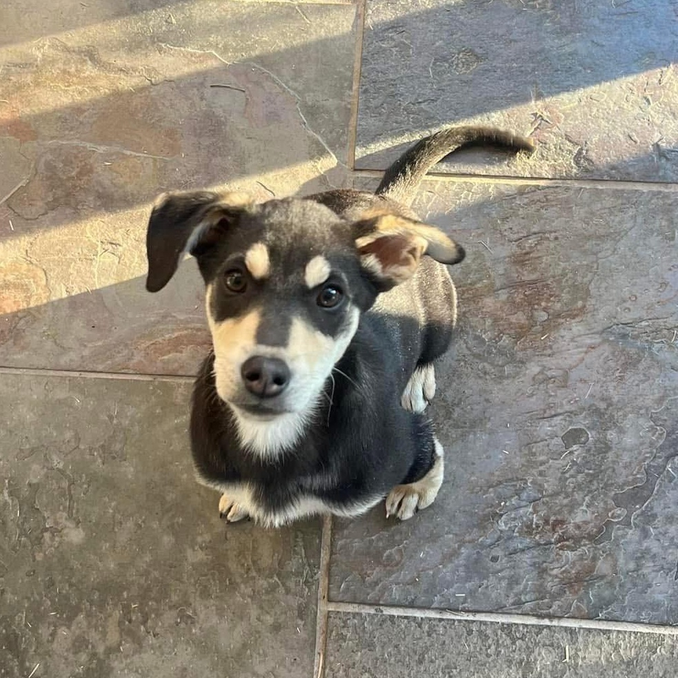 Enlarge Ethel, a Adopted mixed breed in Gadsden, AL image 3/6