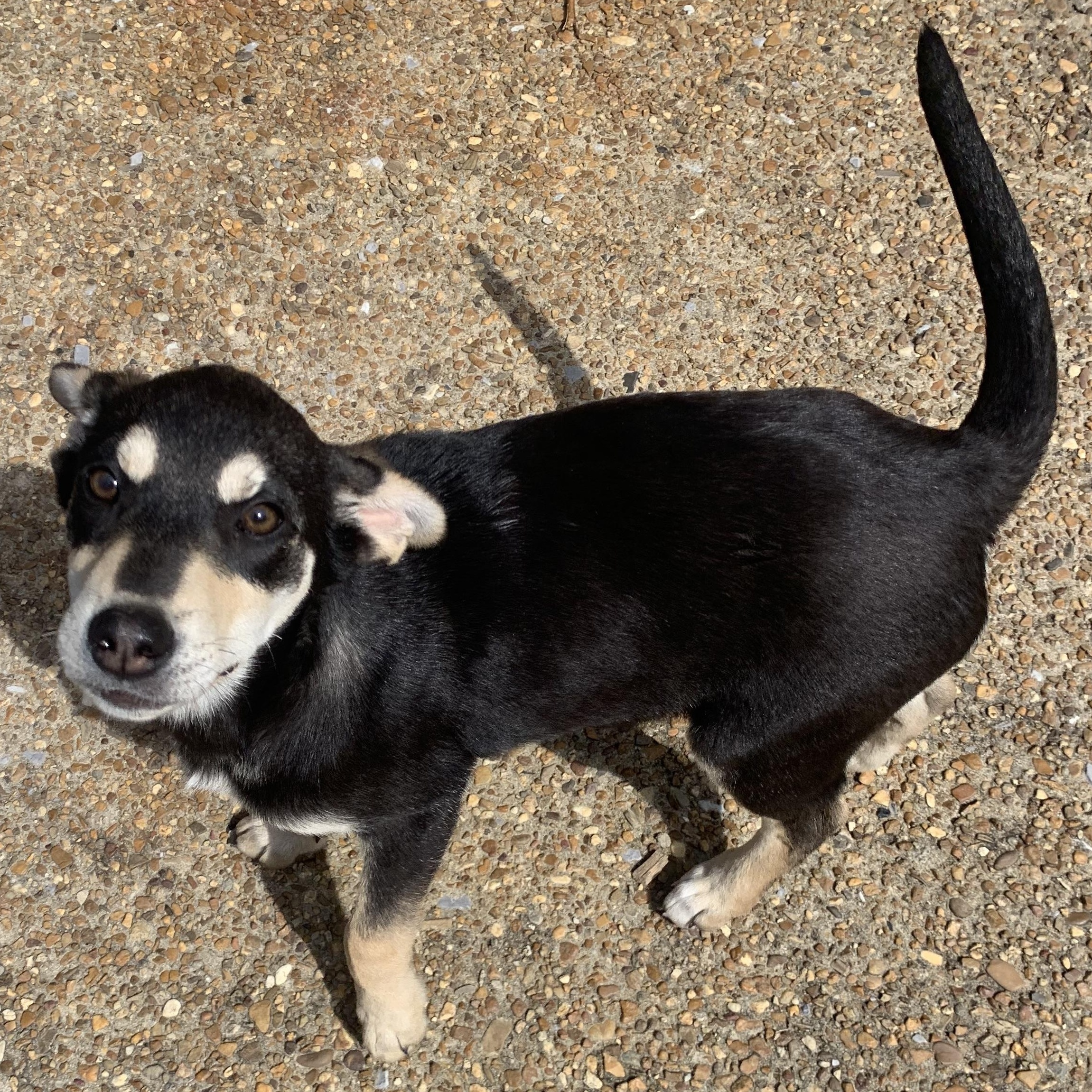 Enlarge Ethel, a Adopted mixed breed in Gadsden, AL image 4/6