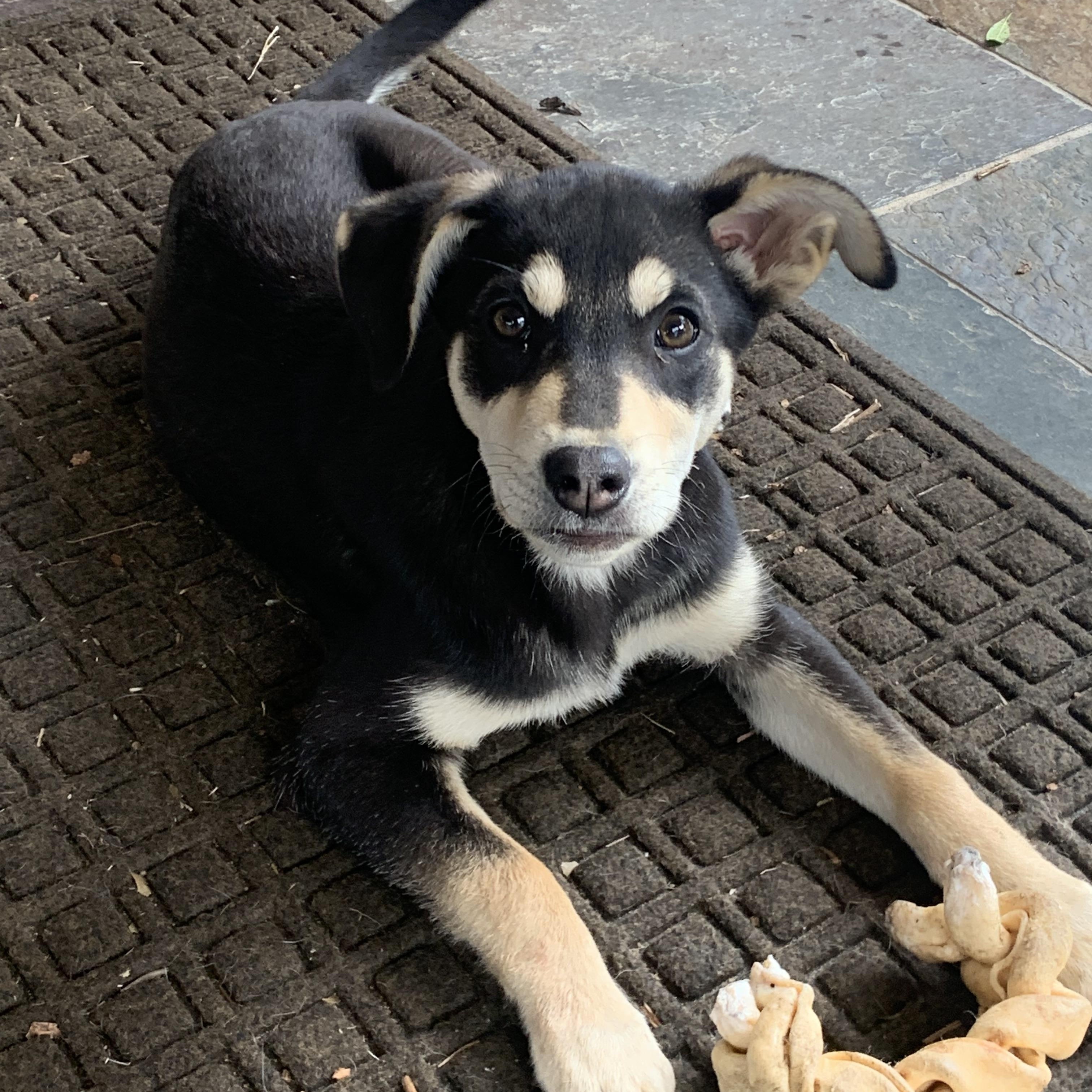 Enlarge Ethel, a Adopted mixed breed in Gadsden, AL image 5/6