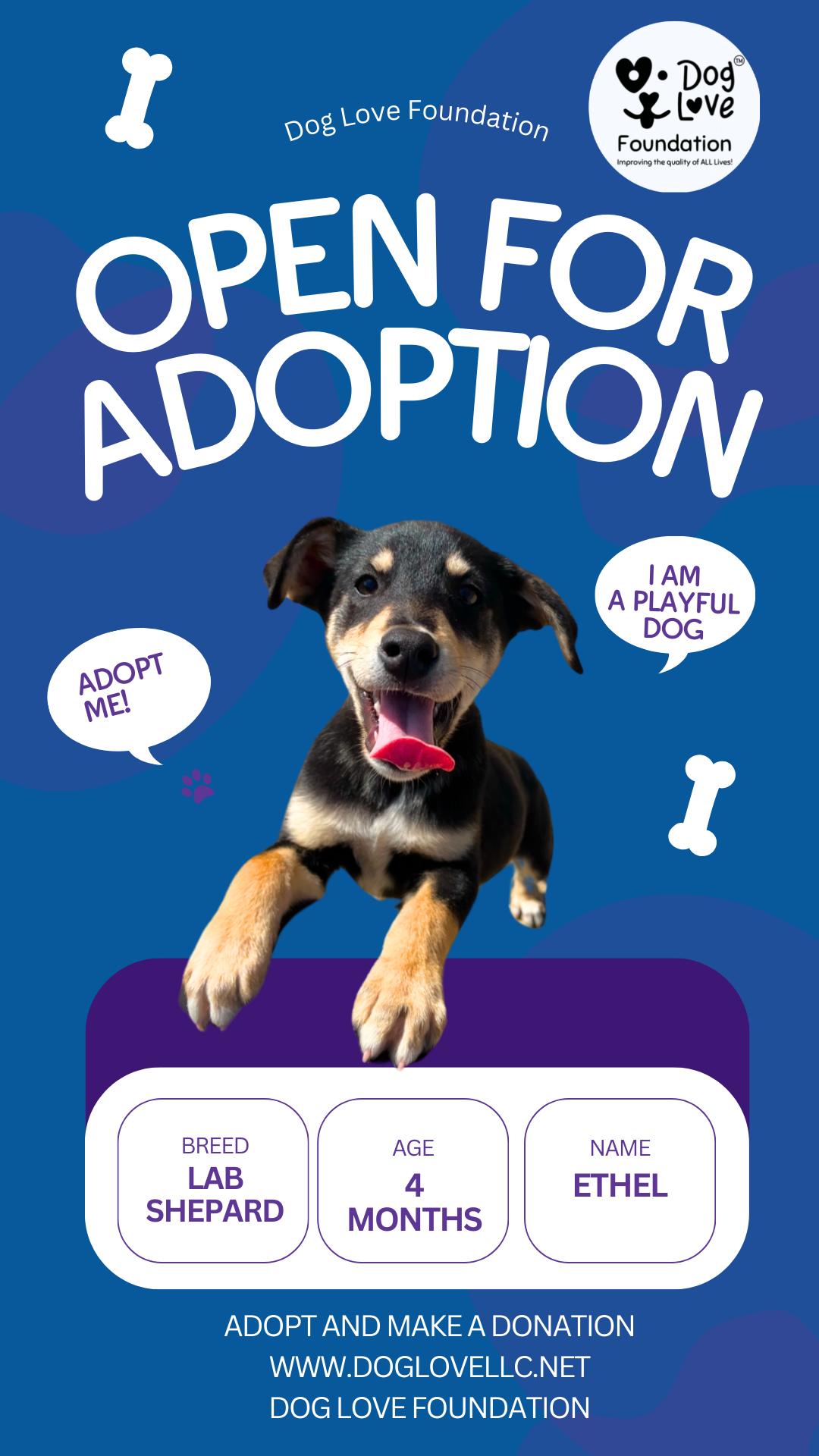 Enlarge Ethel, a Adopted mixed breed in Gadsden, AL image 1/6