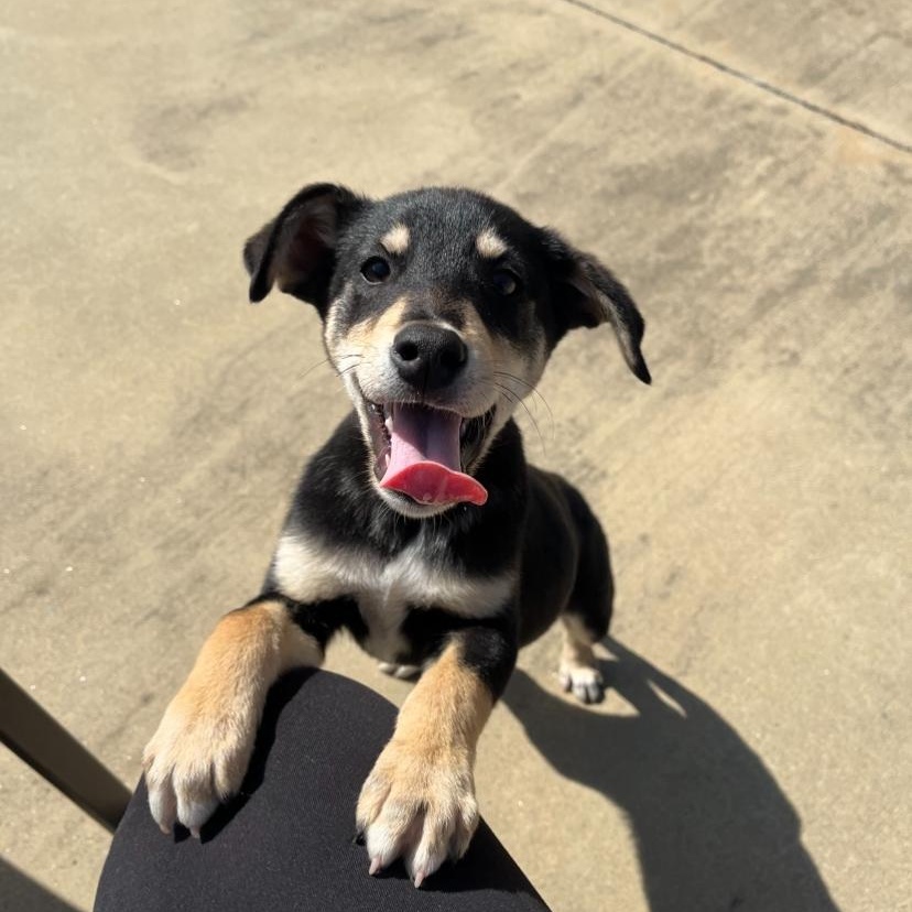 Enlarge Ethel, a Adopted mixed breed in Gadsden, AL image 6/6