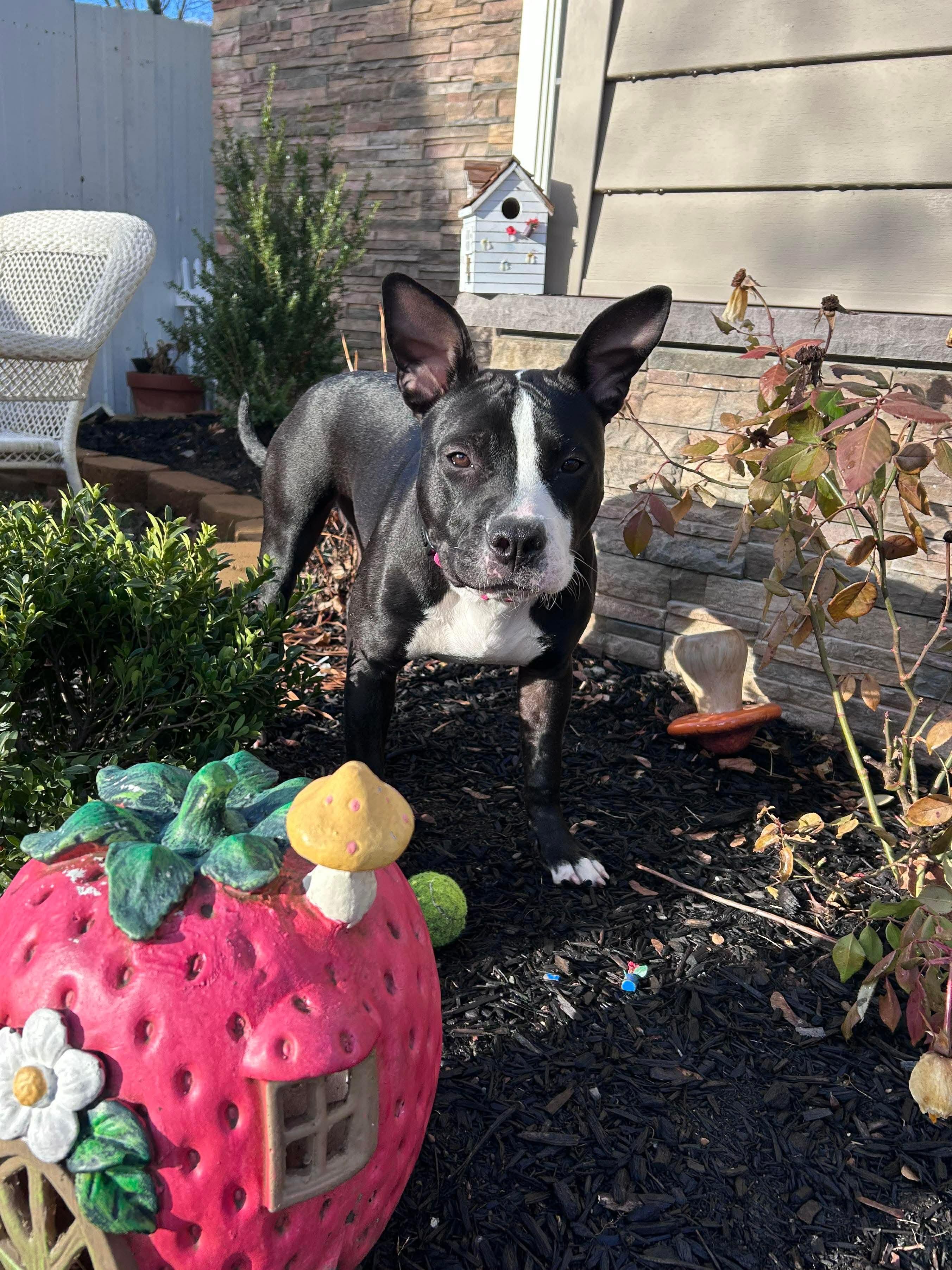 Enlarge Honey, a ADOPTABLE mixed breed in Jackson , NJ image 5/5