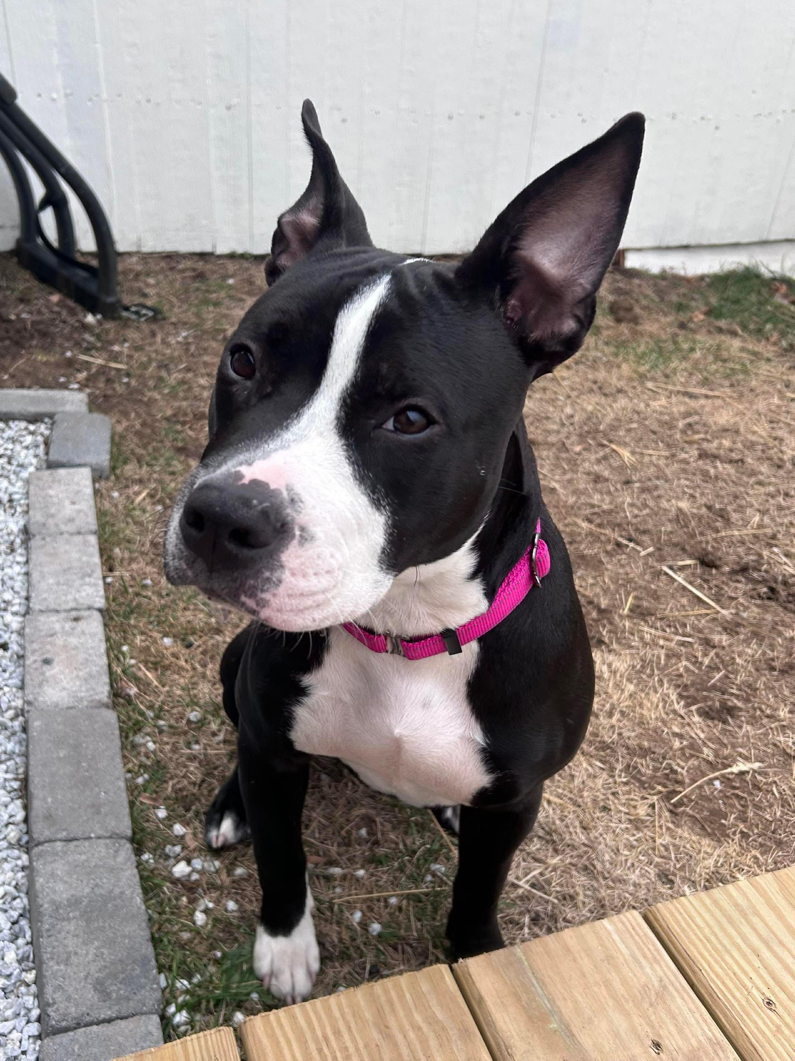 Enlarge Honey, a ADOPTABLE mixed breed in Jackson , NJ image 3/5