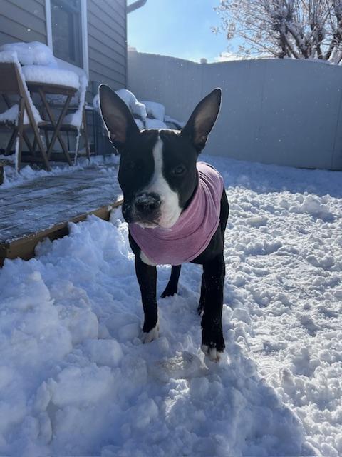 Enlarge Honey, a ADOPTABLE mixed breed in Jackson , NJ image 1/1