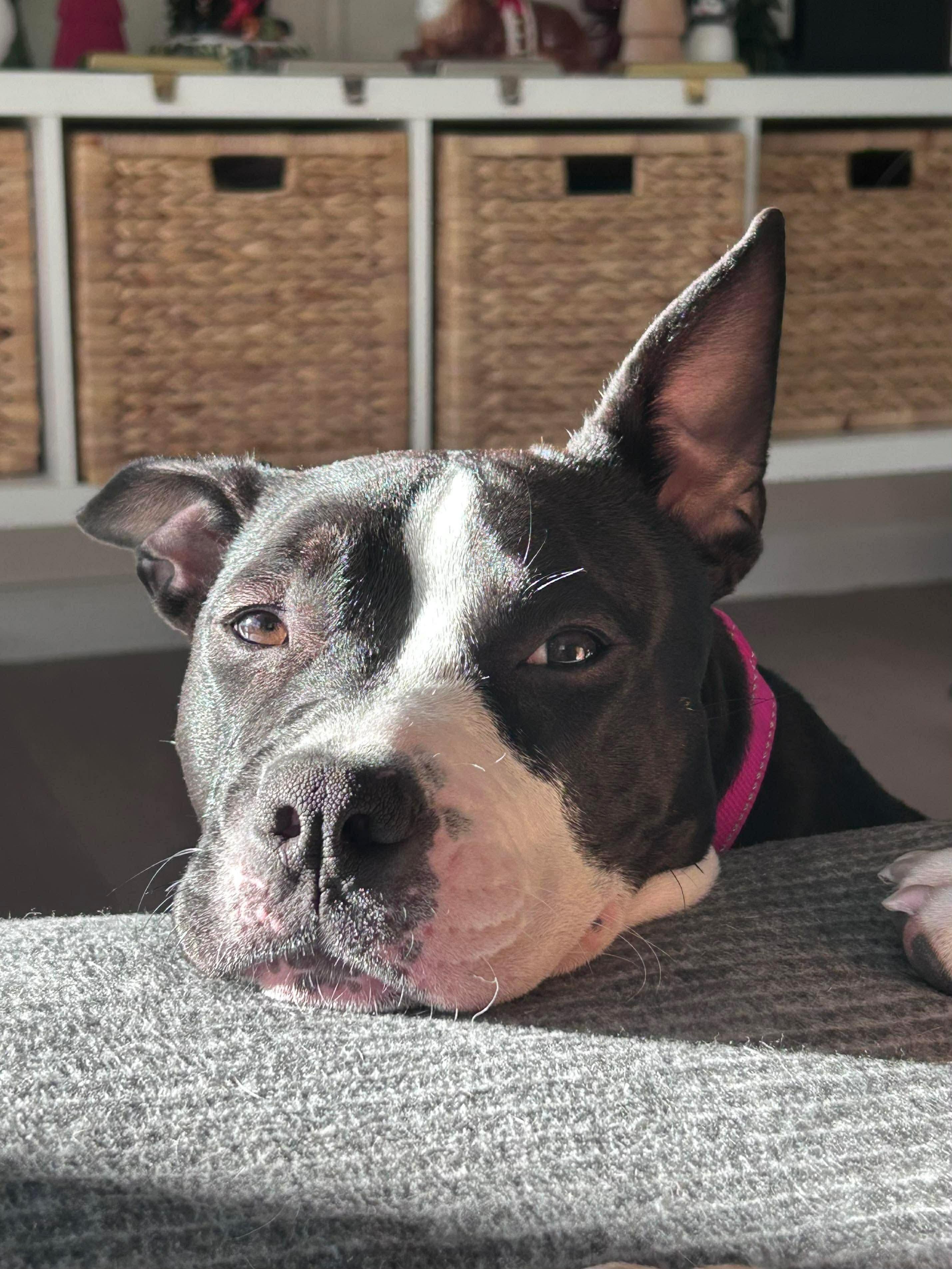 Enlarge Honey, a ADOPTABLE mixed breed in Jackson , NJ image 2/5