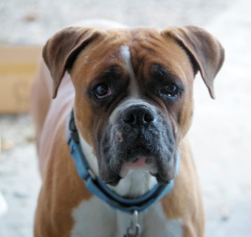 STRAWBERRY, a Adoptable Boxer in Kuna, ID image 1/4