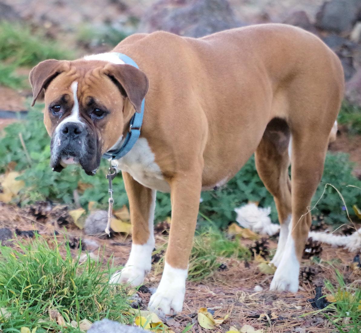 STRAWBERRY, a Adoptable Boxer in Kuna, ID image 4/4
