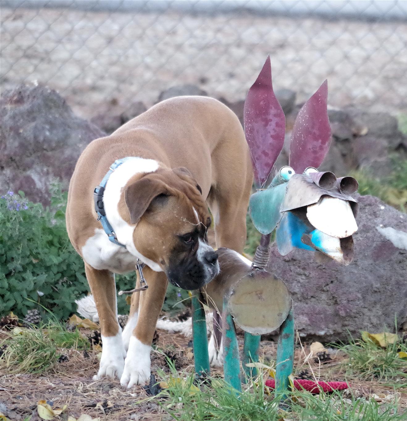 STRAWBERRY, a Adoptable Boxer in Kuna, ID image 3/4