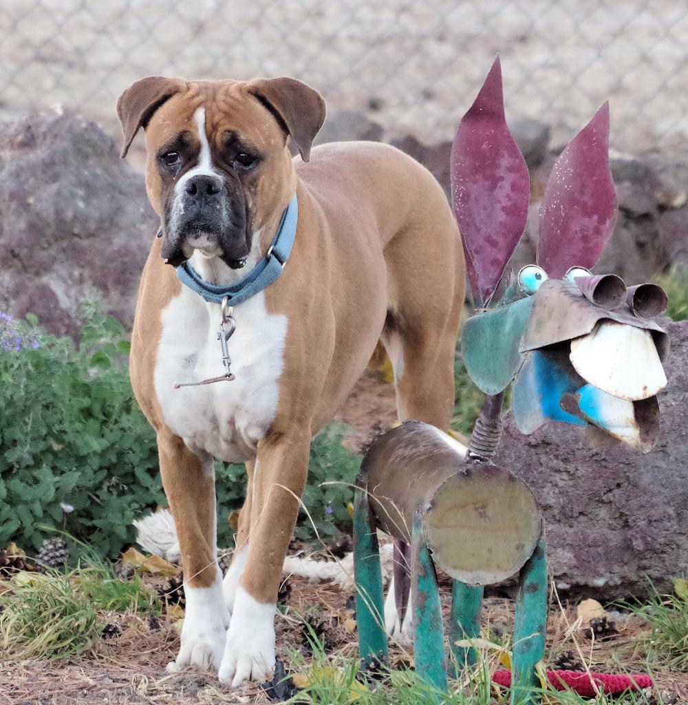 STRAWBERRY, a Adoptable Boxer in Kuna, ID image 2/4