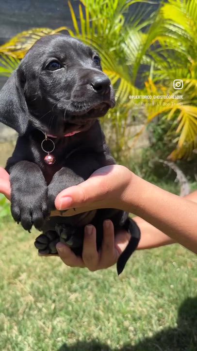 Enlarge Penny Pink - Beautiful, loving girl puppy - *LOW ADOPTION FEE*, a Adoptable mixed breed in Fort Lauderdale, FL video 2/6