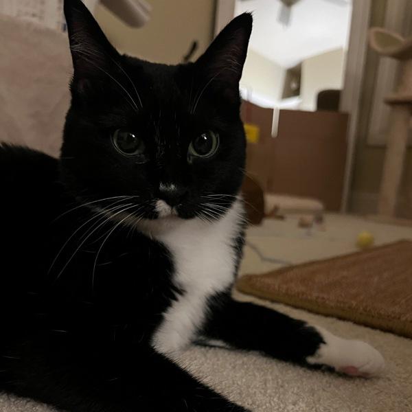 Phoenix, Adoptable, Adult Female Domestic Short Hair.